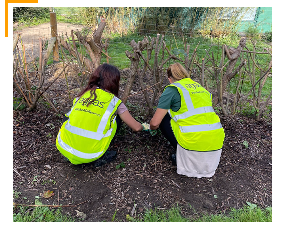 Two employees gardening as part of a volunteering day at Marwell Zoo