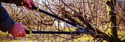 Pruning a tree