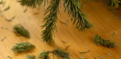 christmas tree pine needles
