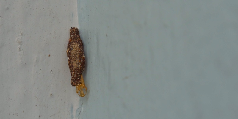 ageas case moth on wall