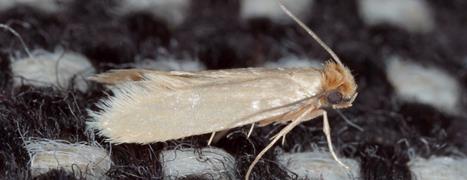 Common clothes moth