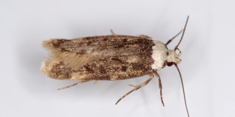 white shouldered house moth