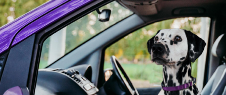 Dalmatian sitting in front seat of van looking out of the window
