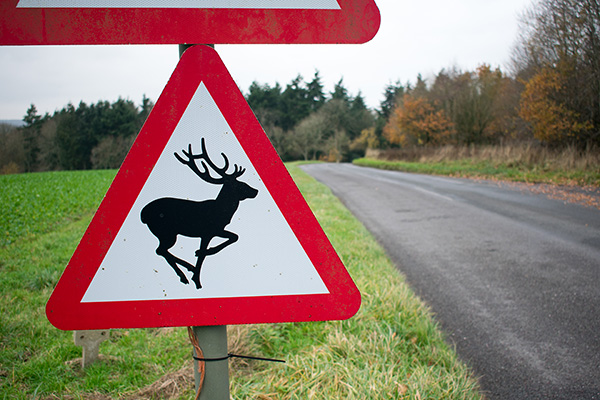 Deer on road warning sign