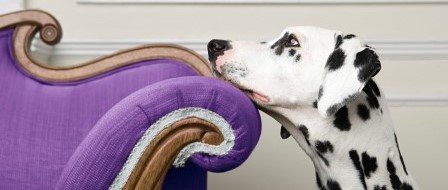 A dalmatian resting their face on a purple armchair