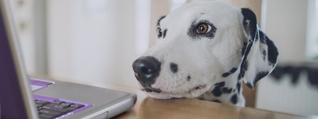 Dalmatian with head in front of laptop