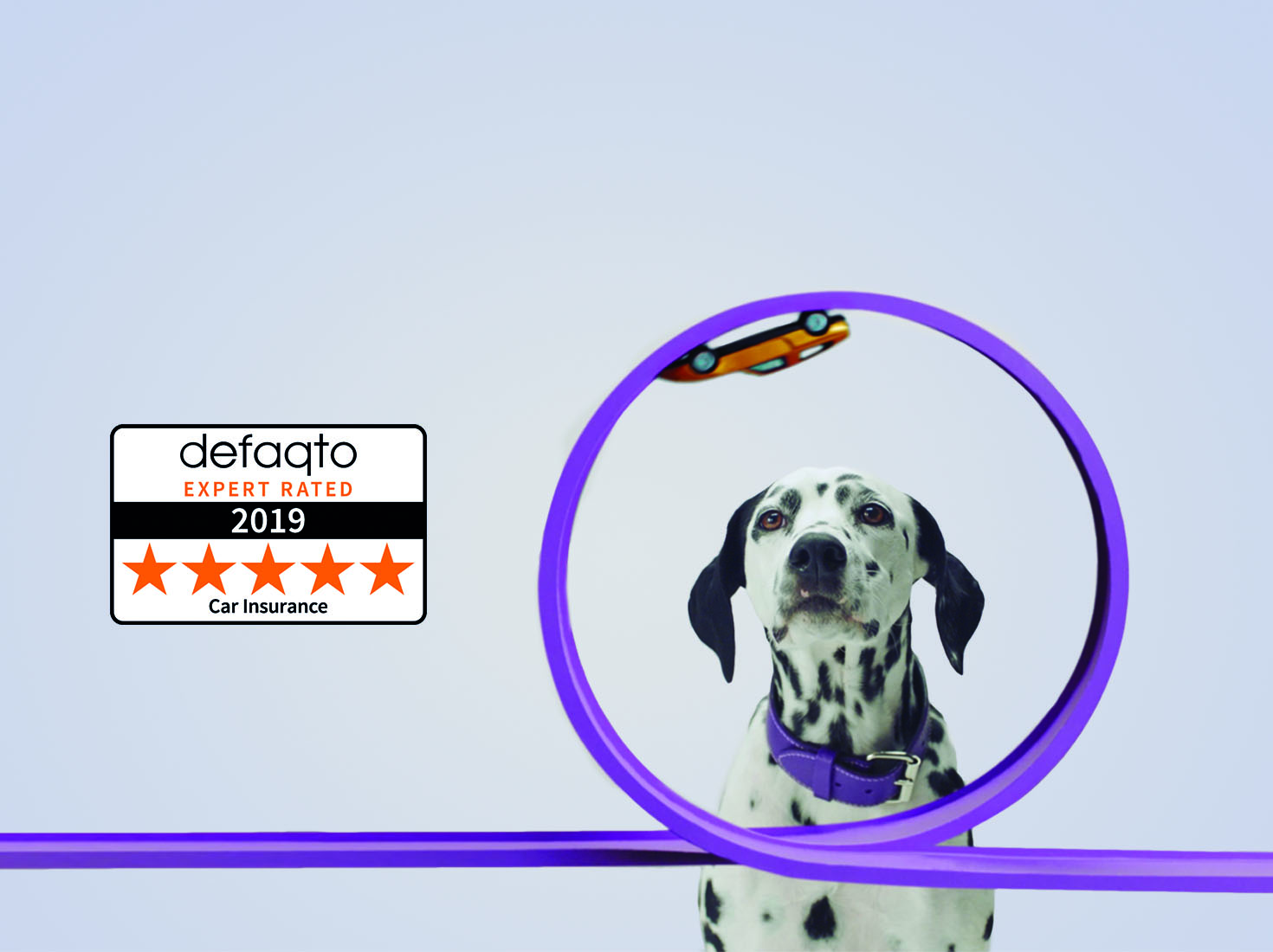 Dalmatian looking at car on race track