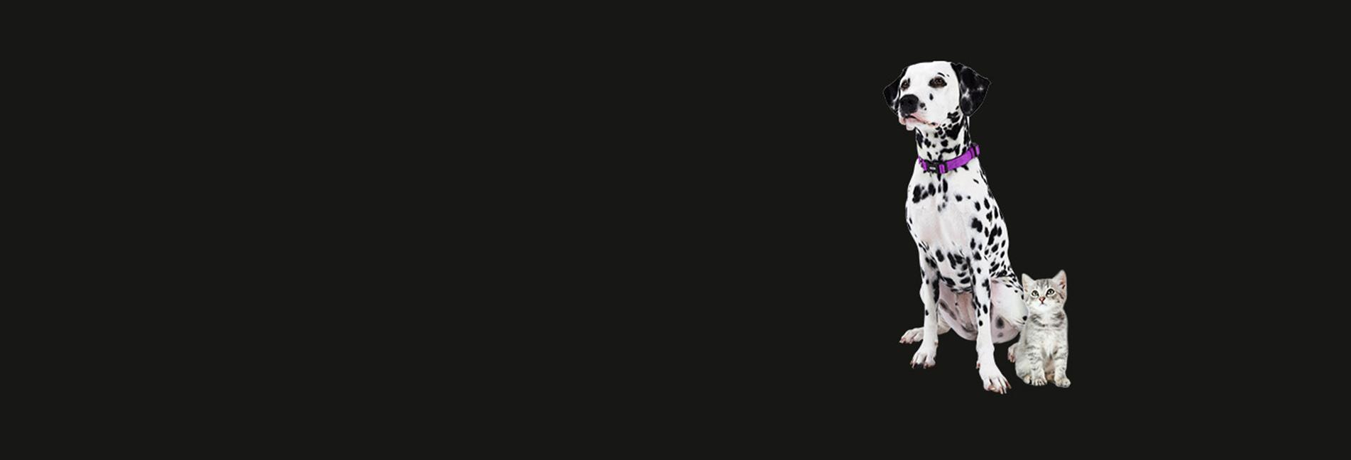 Dalmatian and kitten