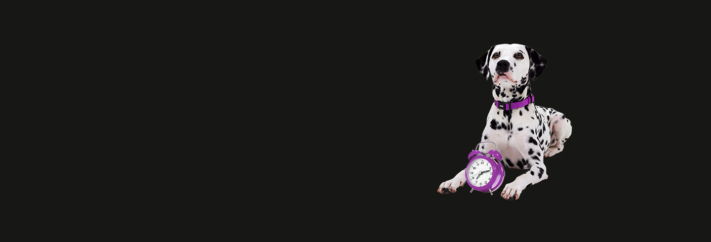 Dalmatian with purple clock