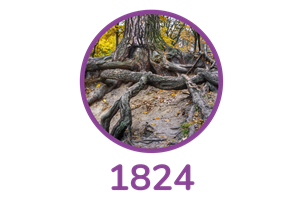 Image of the roots of an old tree - 1824