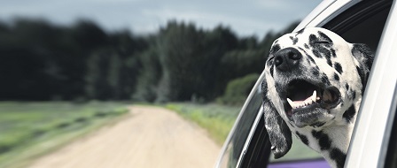 Dalmatian with head hanging out of car window