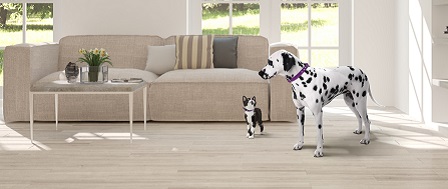 Dalmatian and cat standing in a living room