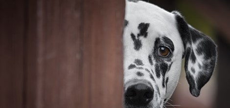 Dalmatian peeking behind a wooden door