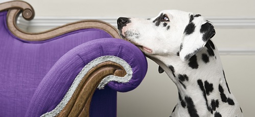 A dalmatian resting their face on a purple chair