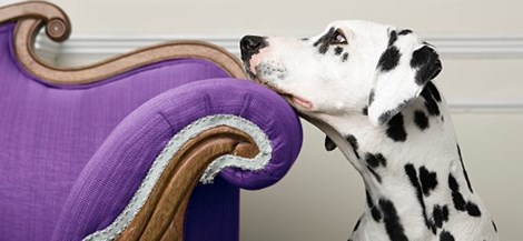 A dalmatian resting their face on a purple chair