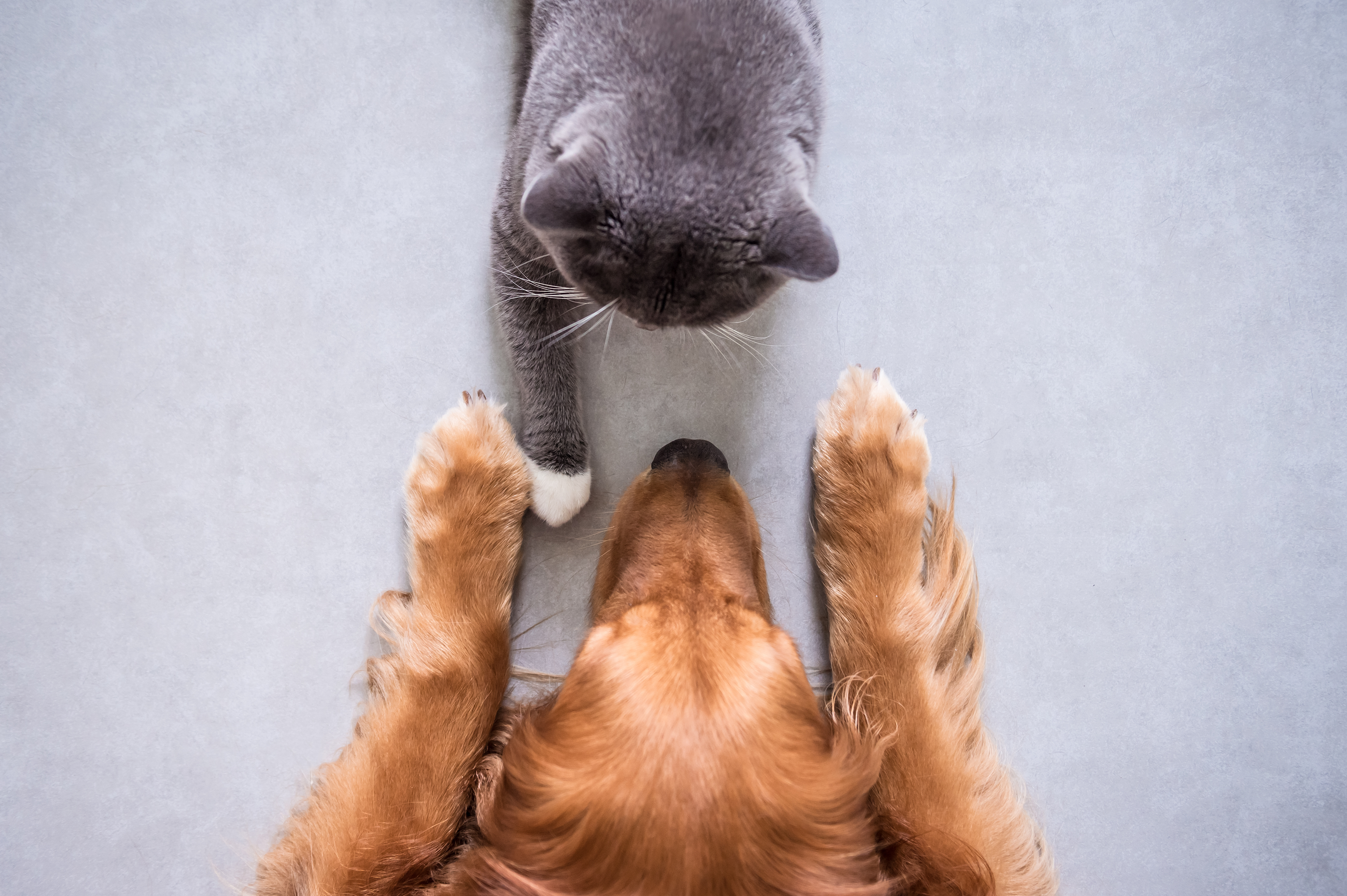 Cat and dog laying down