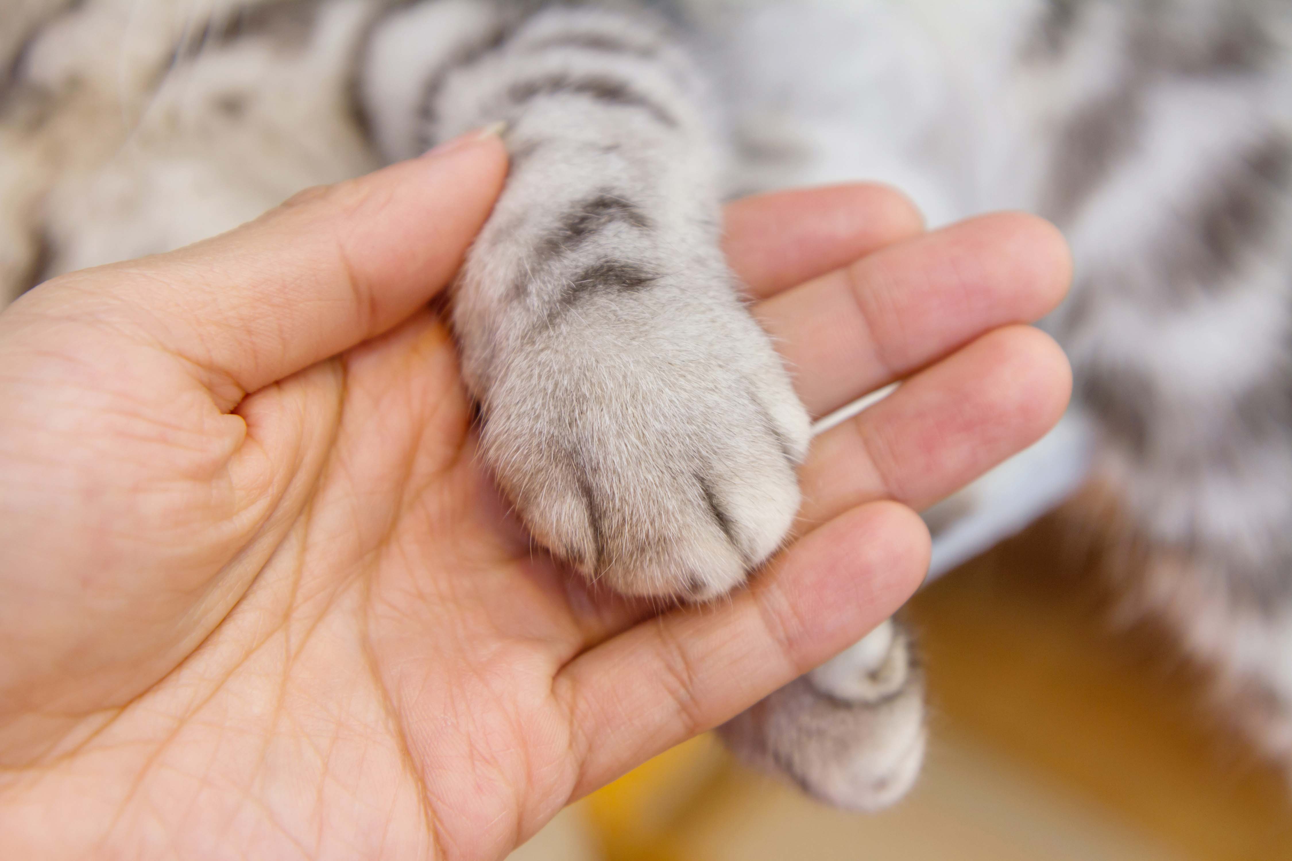 Woman's hand holding cat paw