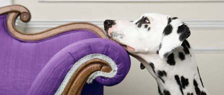 A dalmatian resting their face on a purple armchair