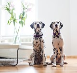 Dalmatians sitting side by side