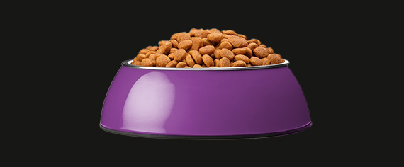 Purple pet food bowl filled with pet food