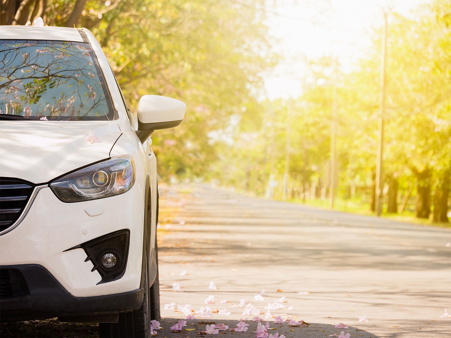 White car in forest