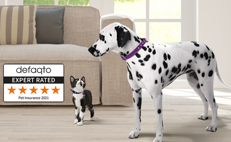 Dalmatian and cat looking at each other next to sofa