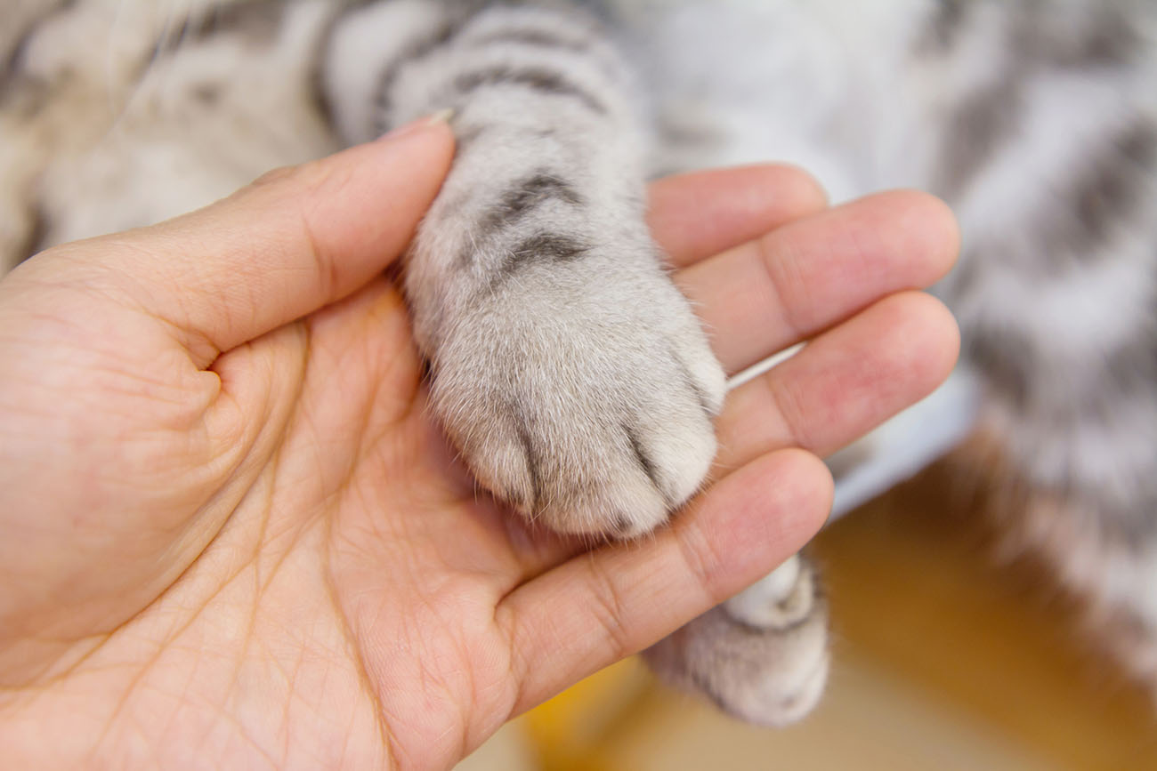 Woman's hand holding cat paw