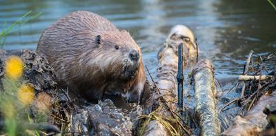 beaver building a natural dam in a river