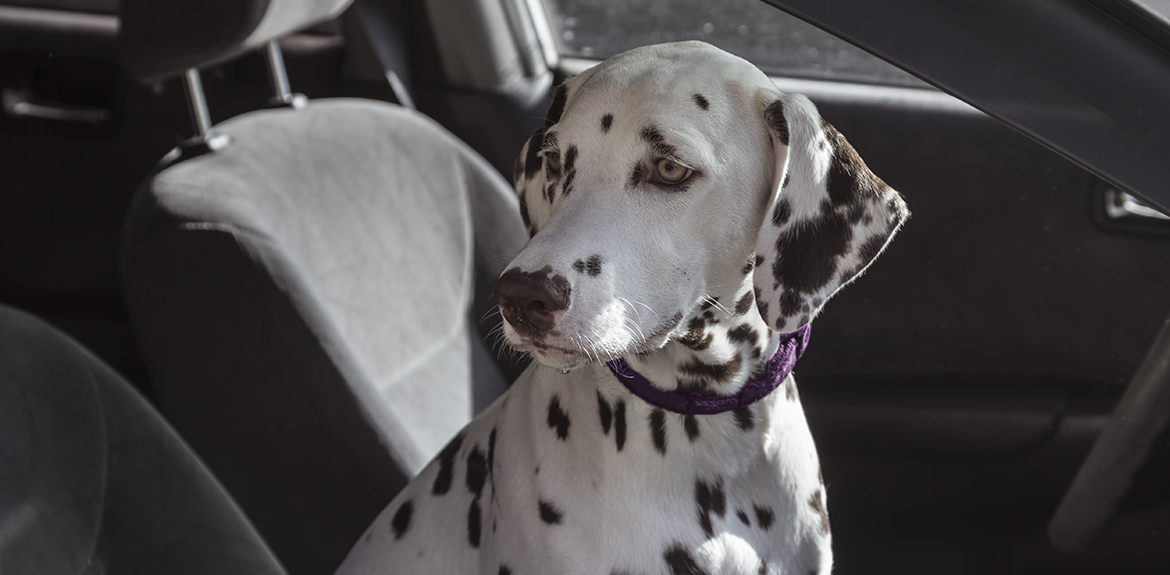 dog sat trapped inside a hot car