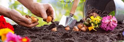 gardener planting bulbs in garden