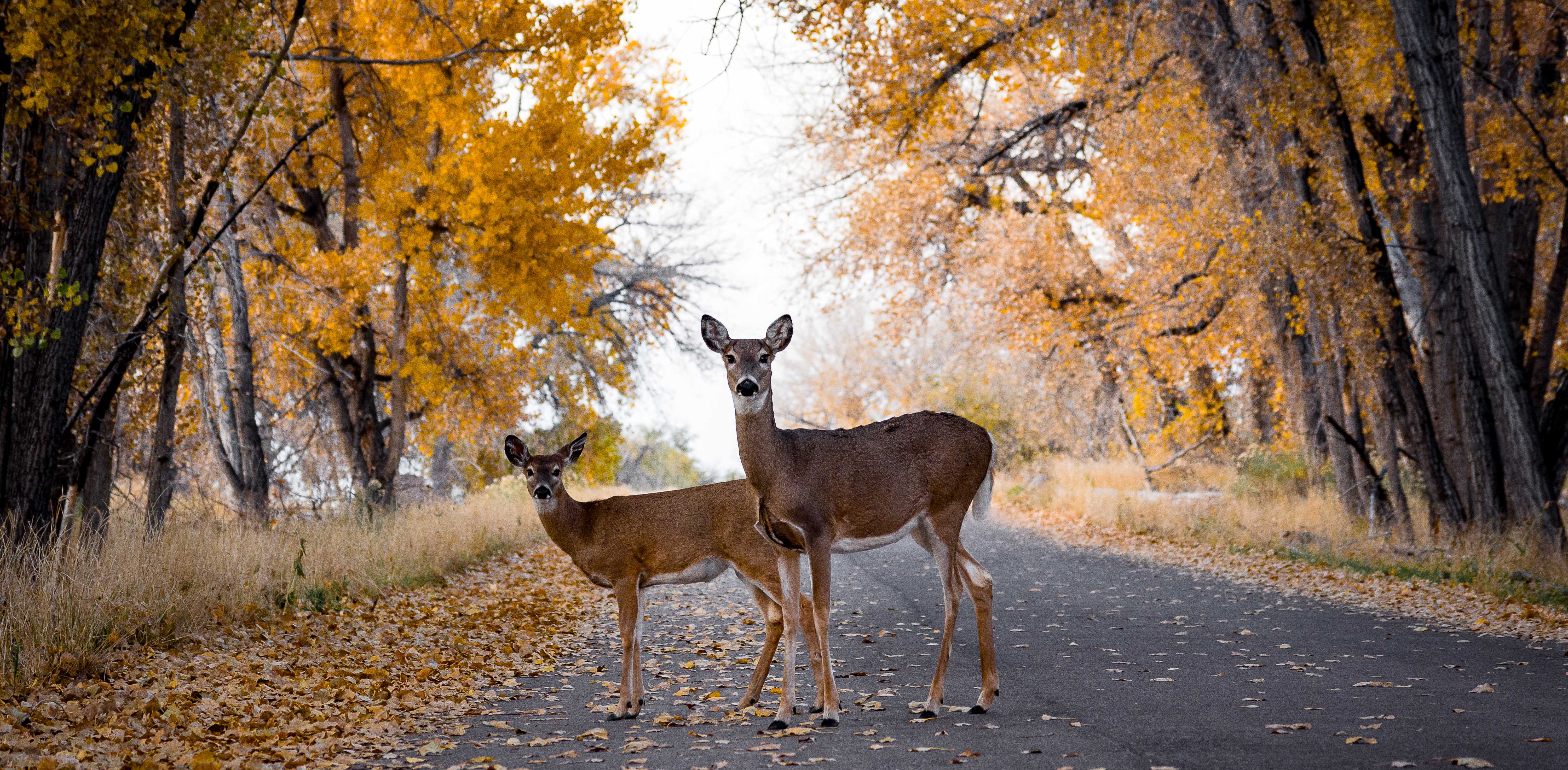 deers standing middle road trees