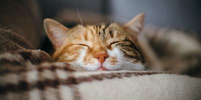 cat asleep blanket