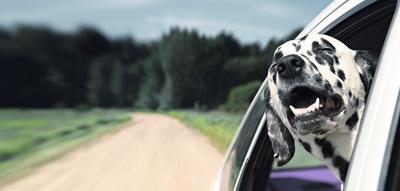 Dog leaning out a car window