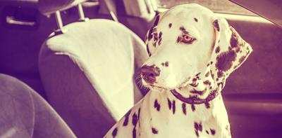 dog sat trapped inside a hot car