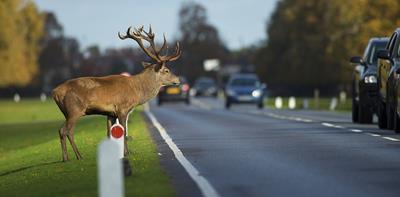 deer standing edge of road cars