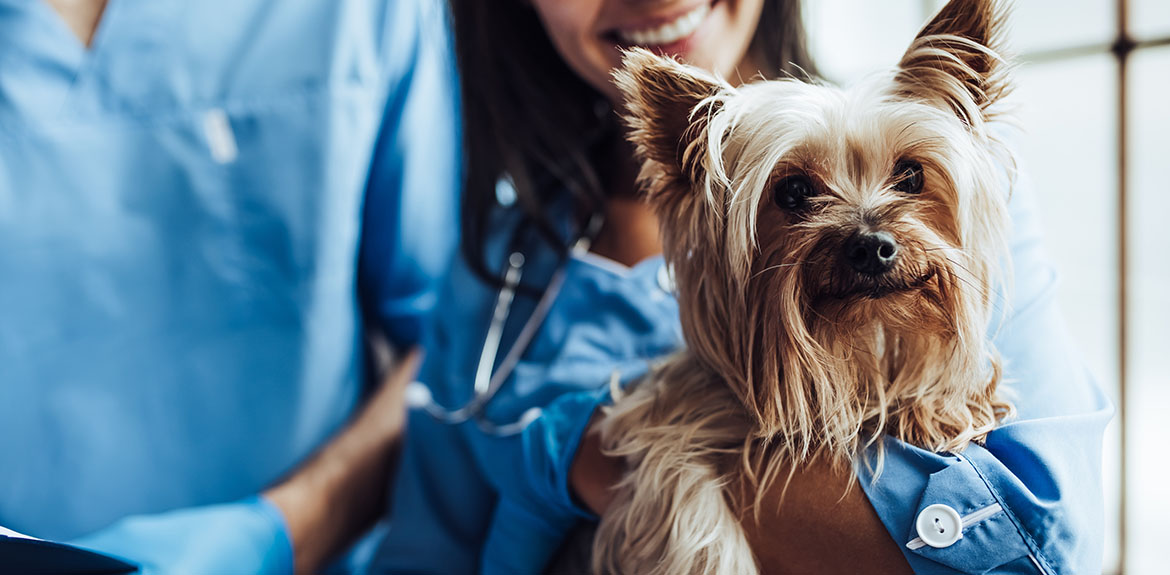 vet holding dog