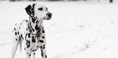 dalmation dog in the snow