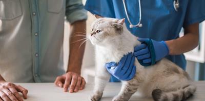 vet holding fluffy cat gloves