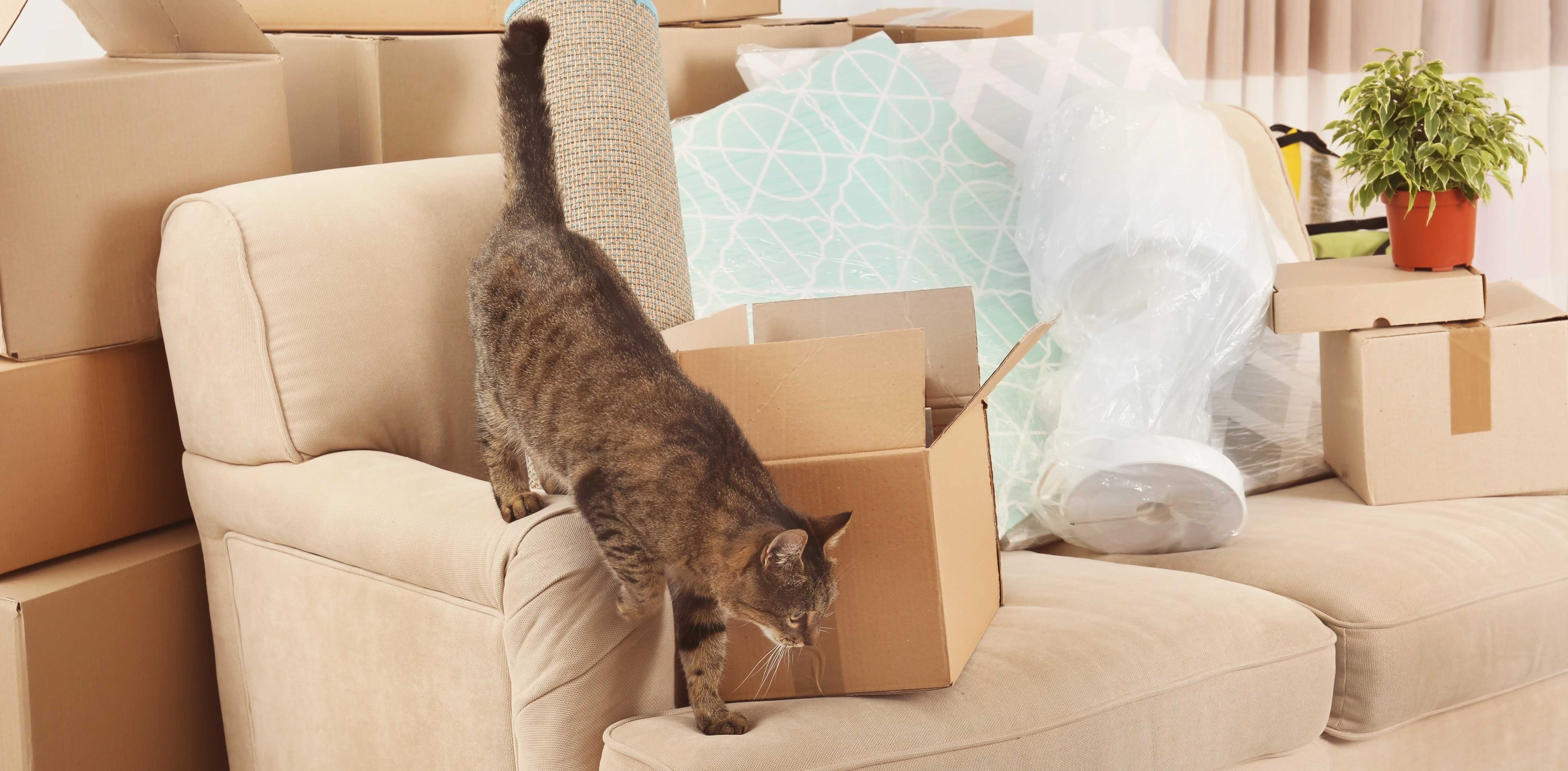 Запускаем кошку в дом. Кошка в квартире. Кот в новой квартире. Кот новоселье. Кошка в коробке.