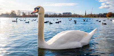 white swan sitting on a lake