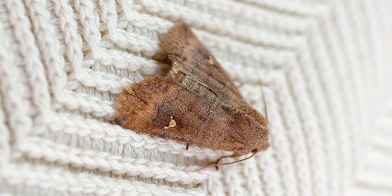 ageas brown house moth