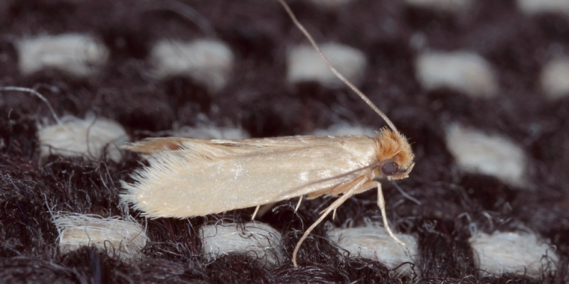ageas common clothes moth