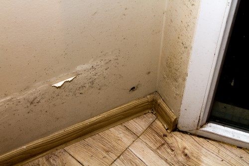 rising damp image